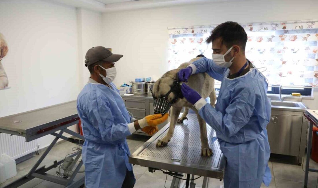 Diyarbakır Büyükşehir Belediyesi, gelen talepler üzerine sokakta yaşayan ve uyuz