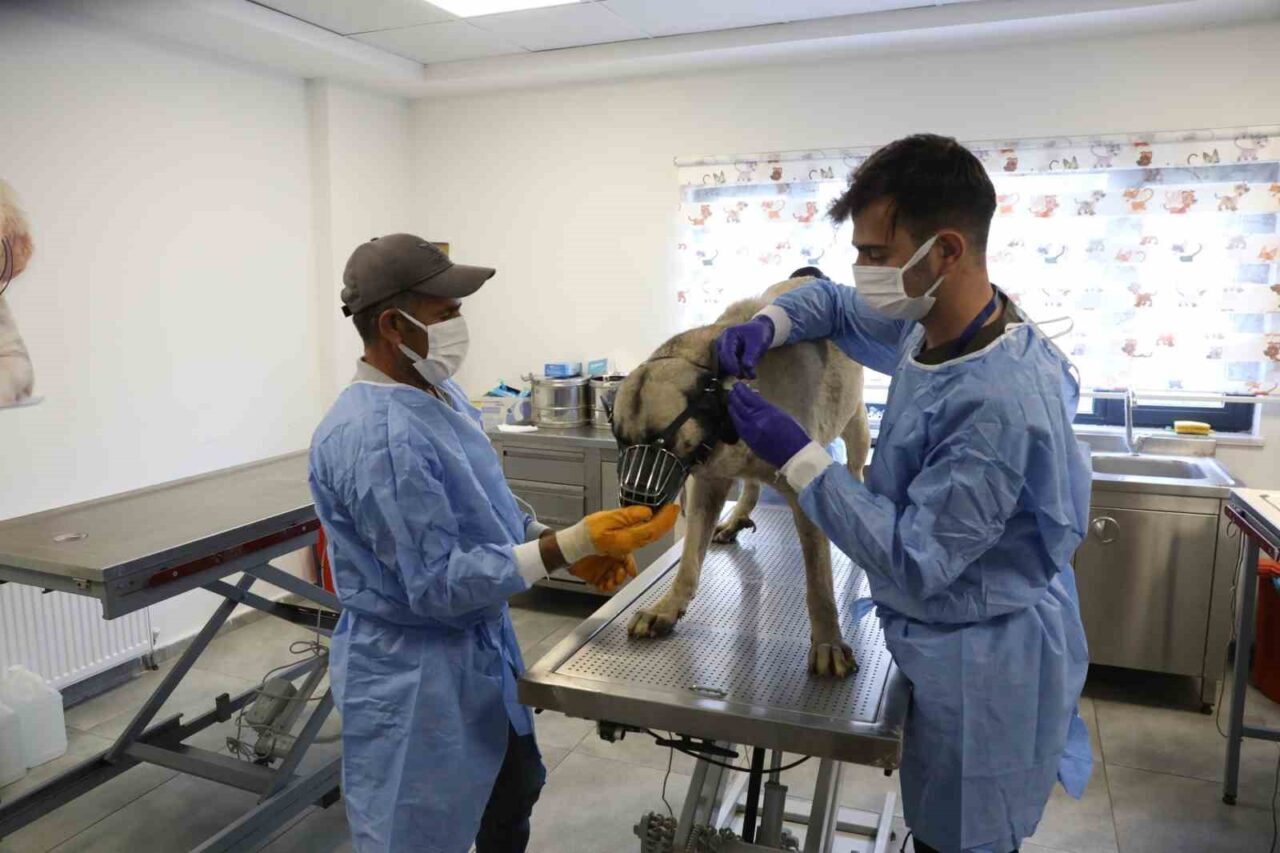 Diyarbakır Büyükşehir Belediyesi, gelen talepler üzerine sokakta yaşayan ve uyuz