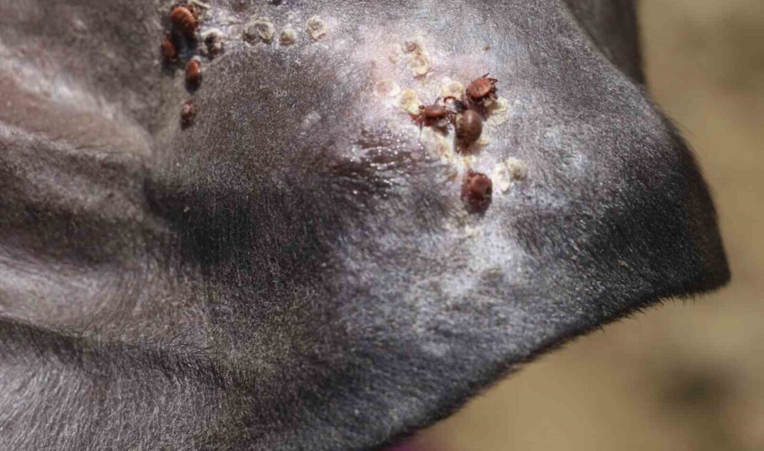 Sivas Cumhuriyet Üniversitesi Veterinerlik Fakültesi Öğretim Üyesi Prof. Dr. Yusuf