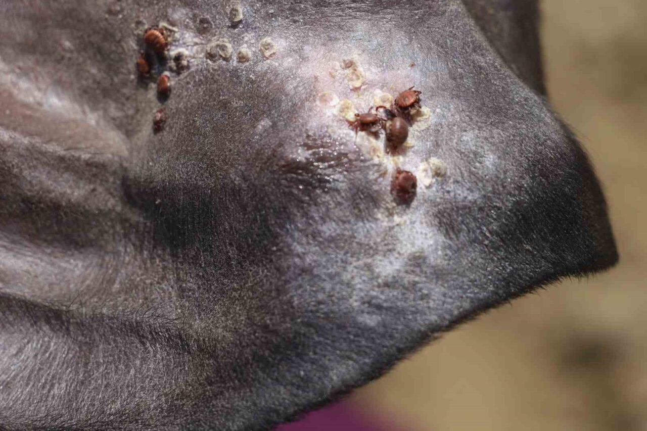 Sivas Cumhuriyet Üniversitesi Veterinerlik Fakültesi Öğretim Üyesi Prof. Dr. Yusuf