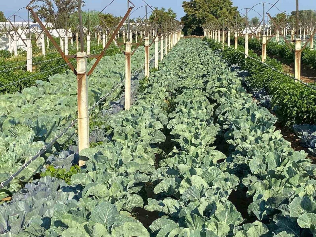 Manisa’nın Sarıgöl ilçesinde çiftçilik yapan Hüseyin Karcı, yeni diktiği üzüm