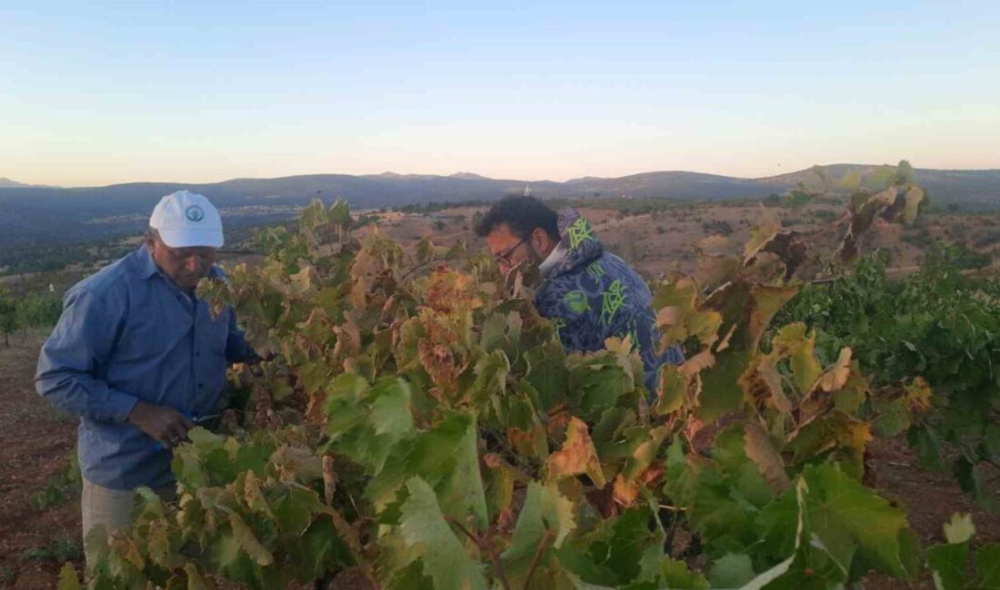 Konya’nın Bozkır ilçesine bağlı Sazlı Mahallesi’nde, üzüm hasat mevsiminin sonuna