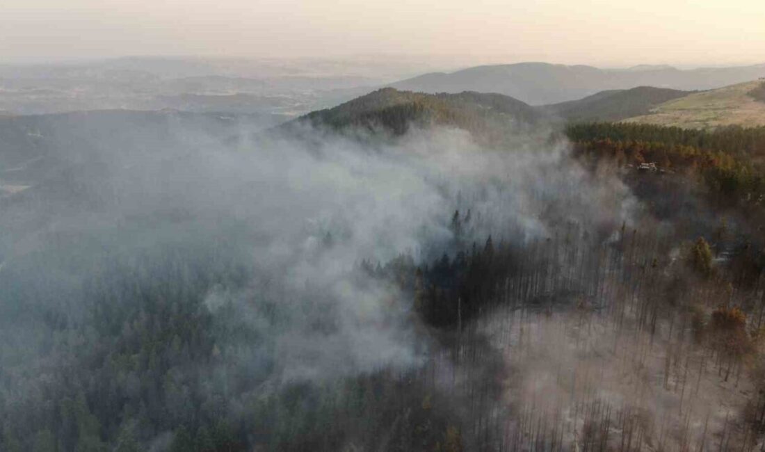 Çankırı Valisi Mustafa Fırat Taşolar, iki ay önce çıkan orman