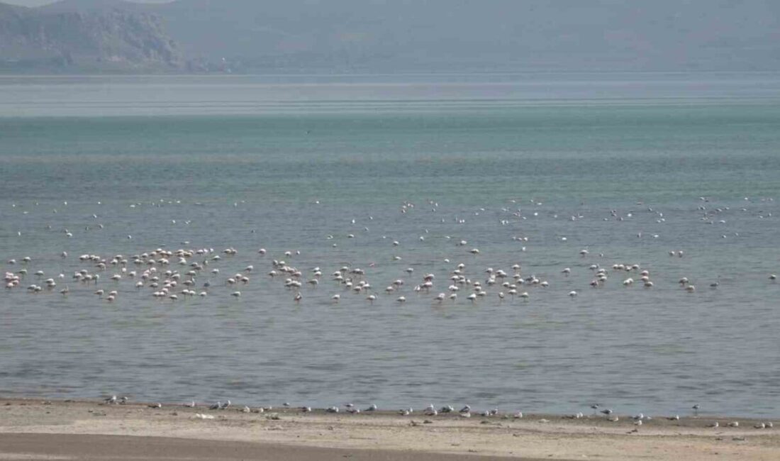 VAN (İHA) – Van Gölü sahilinde bulunan Erciş ilçesinin Çelebibağı