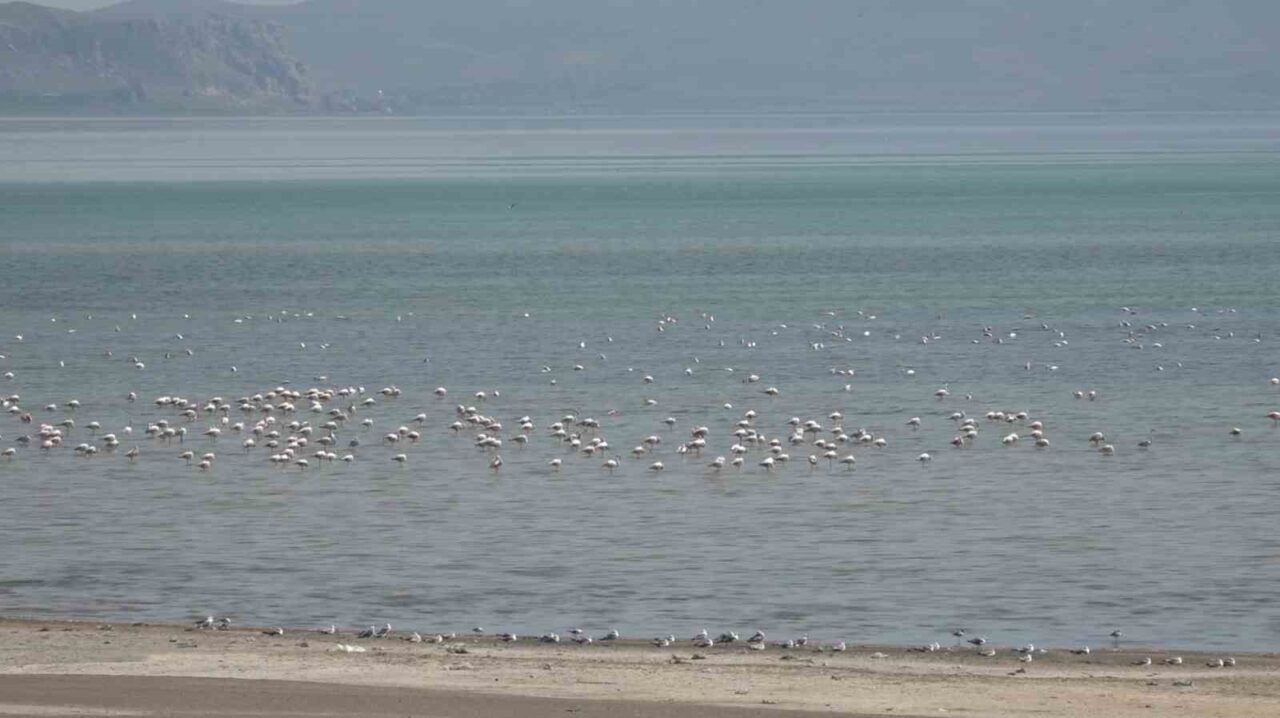 VAN (İHA) – Van Gölü sahilinde bulunan Erciş ilçesinin Çelebibağı