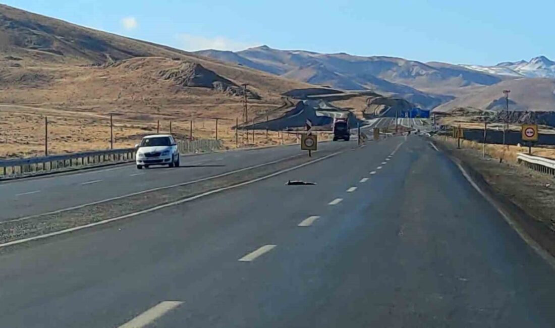 Van-Hakkari karayolunda yiyecek bulmak için yola inen iki tiki, 1