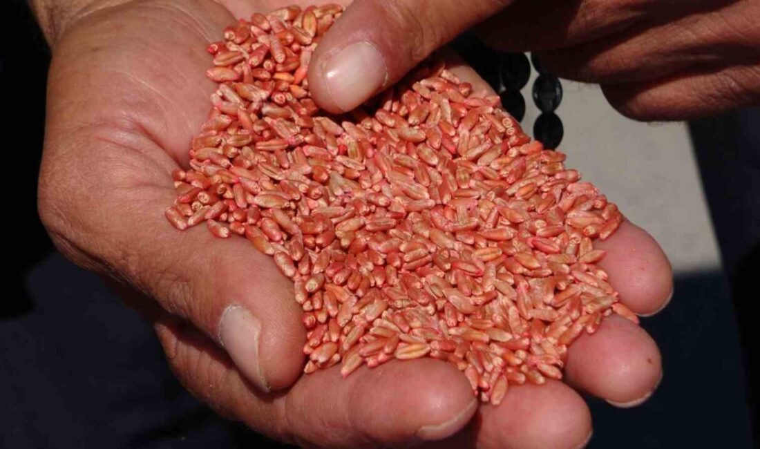 Van’da yürütülen proje kapsamında son 3 yılda 11 bin 371