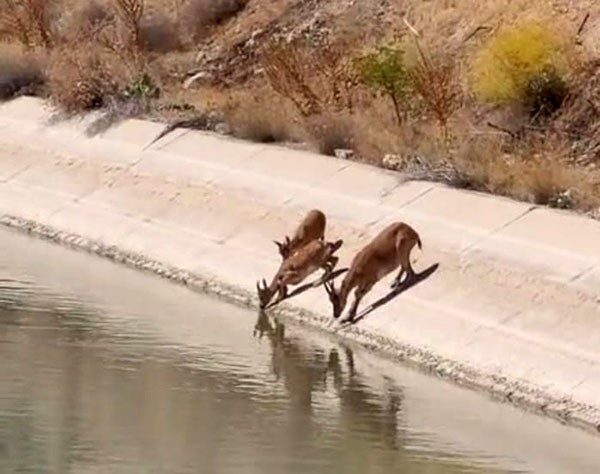 Malatya’nın Darende ilçesinde, nesli tükenme tehlikesi altında olan ve koruma