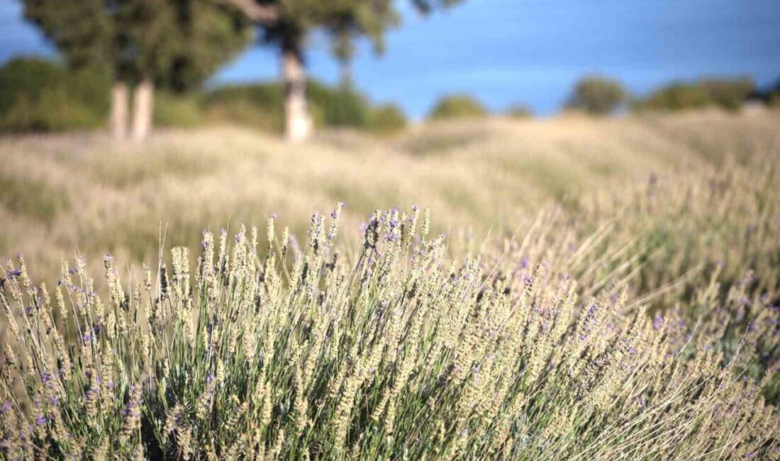 Burdur’da yağmur suyuyla yetişen lavantada hasat zamanı devam ederken, önceden