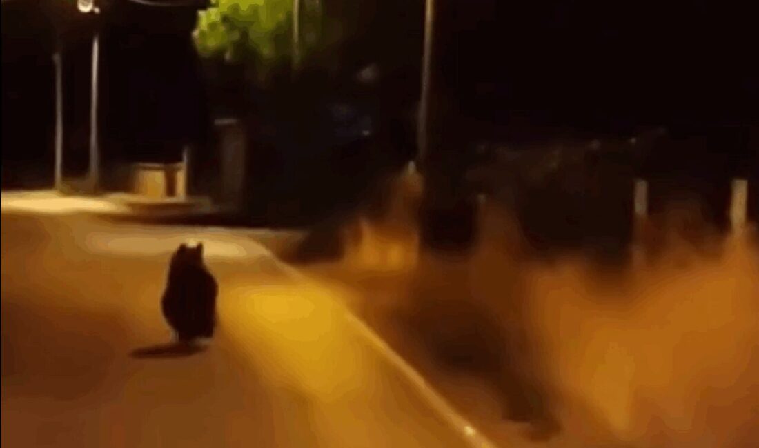 Yalova’nın Çınarcık ilçesine bağlı Kocadere köyünde yola inen bir ayı