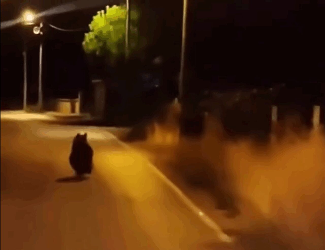 Yalova’nın Çınarcık ilçesine bağlı Kocadere köyünde yola inen bir ayı