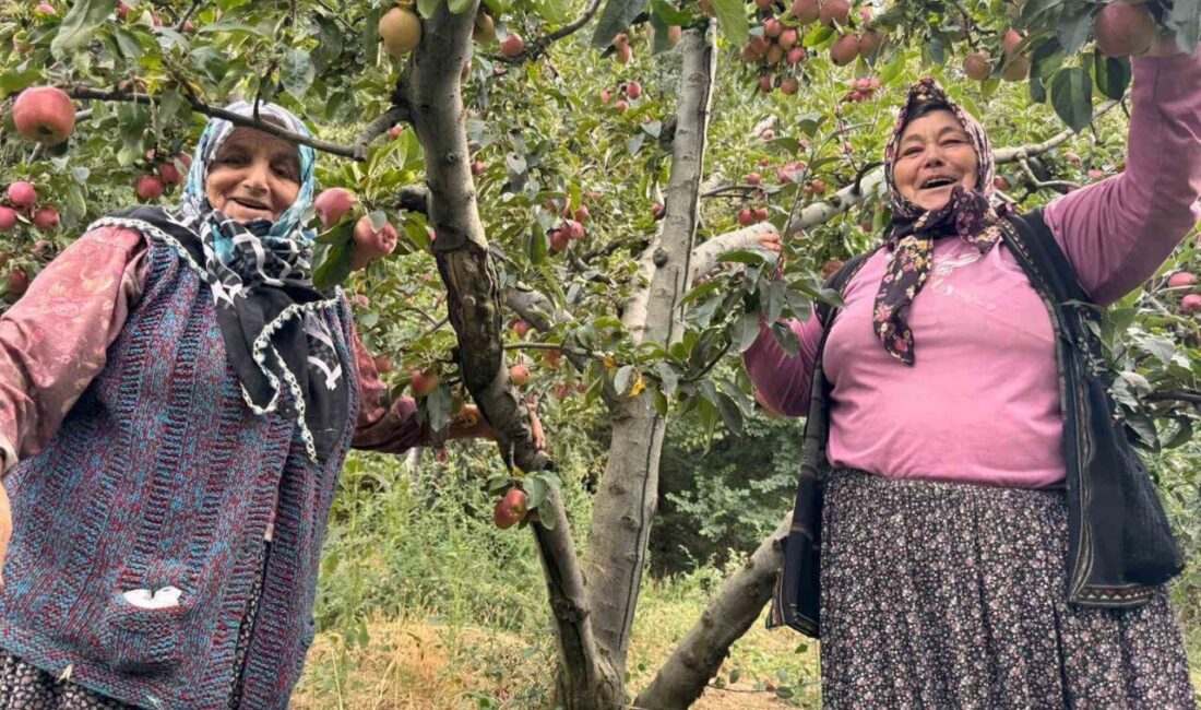 Yalova’da elma üretimi yapılan son köylerden olan Dereköy’de bu yıl