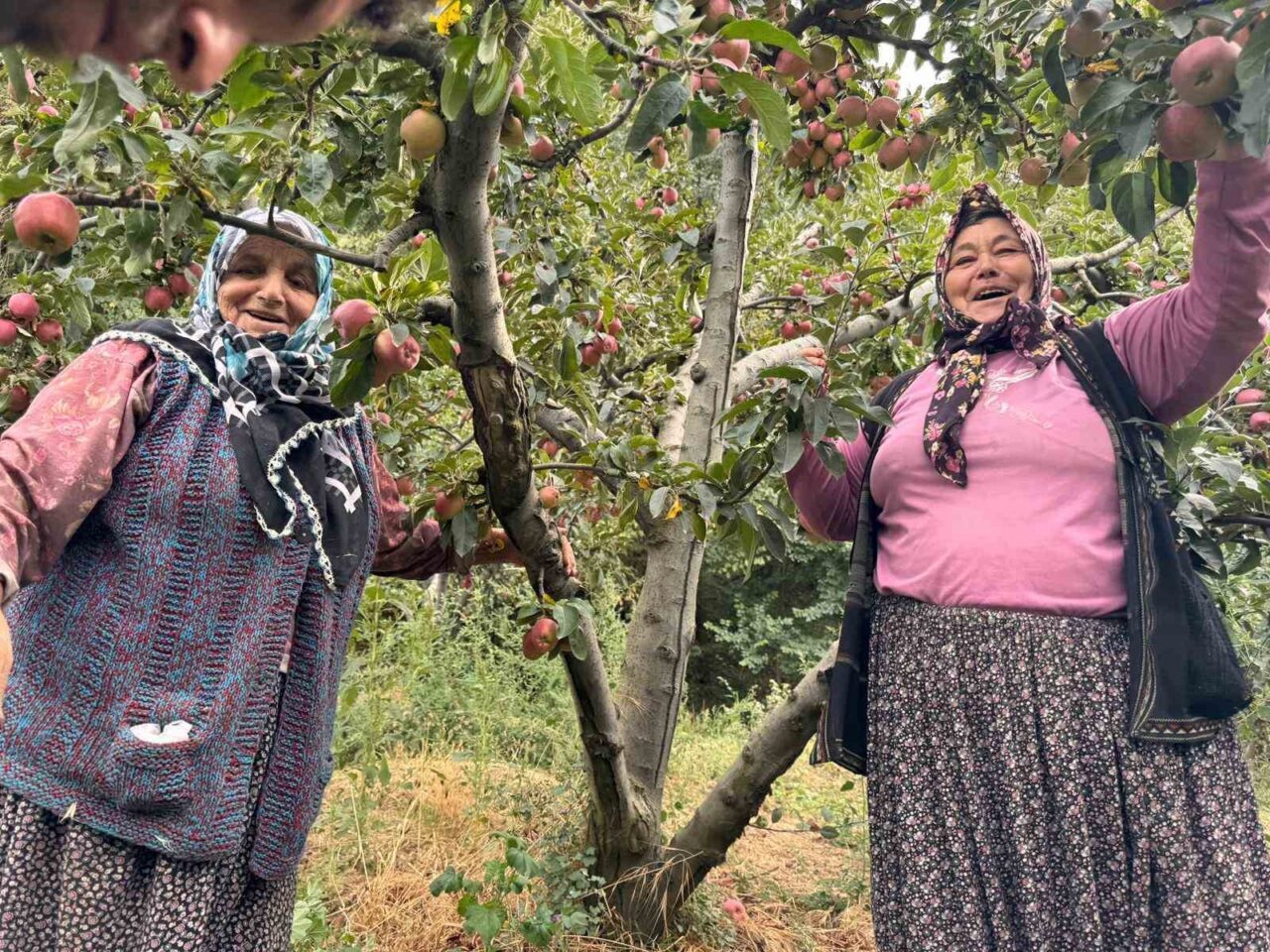 Yalova’da elma üretimi yapılan son köylerden olan Dereköy’de bu yıl