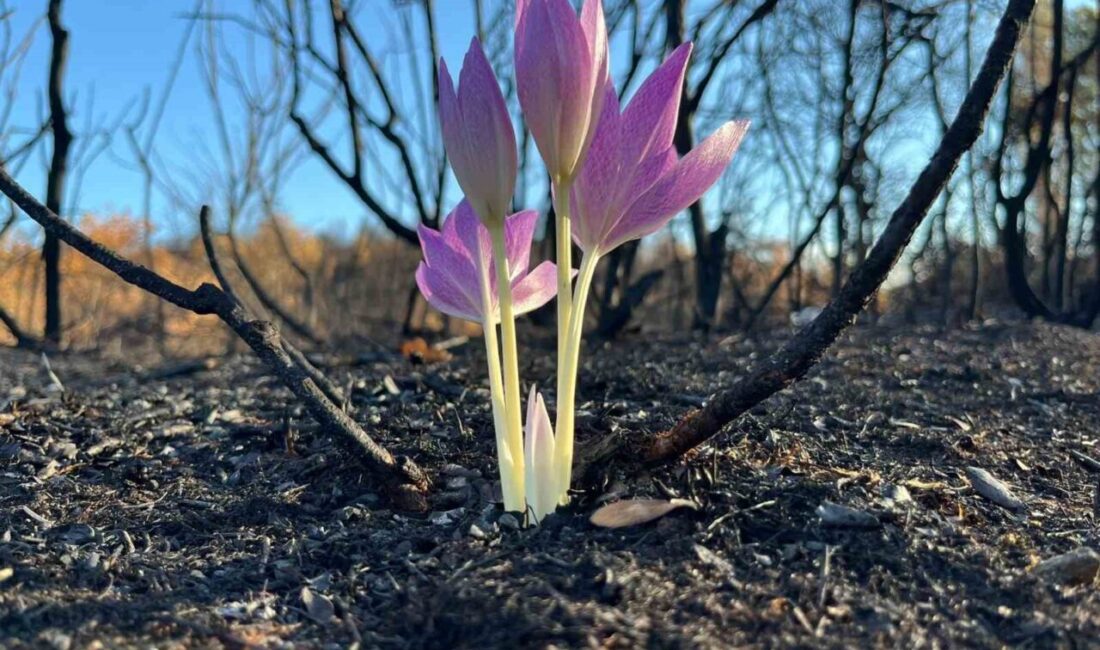Bursa’nın Yenişehir ilçesine bağlı Marmaracık köyü’nde çıkan yangın sonrası ormanda