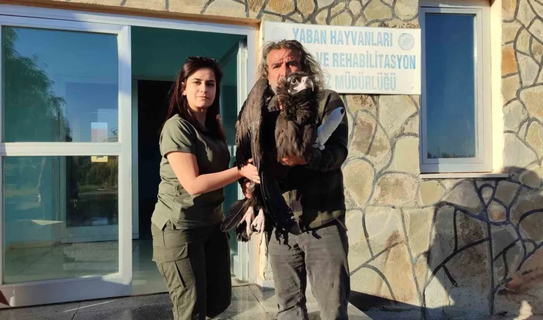 Bitlis’te jandarma personeli tarafından bitkin halde bulunan kara akbaba, tedavisi