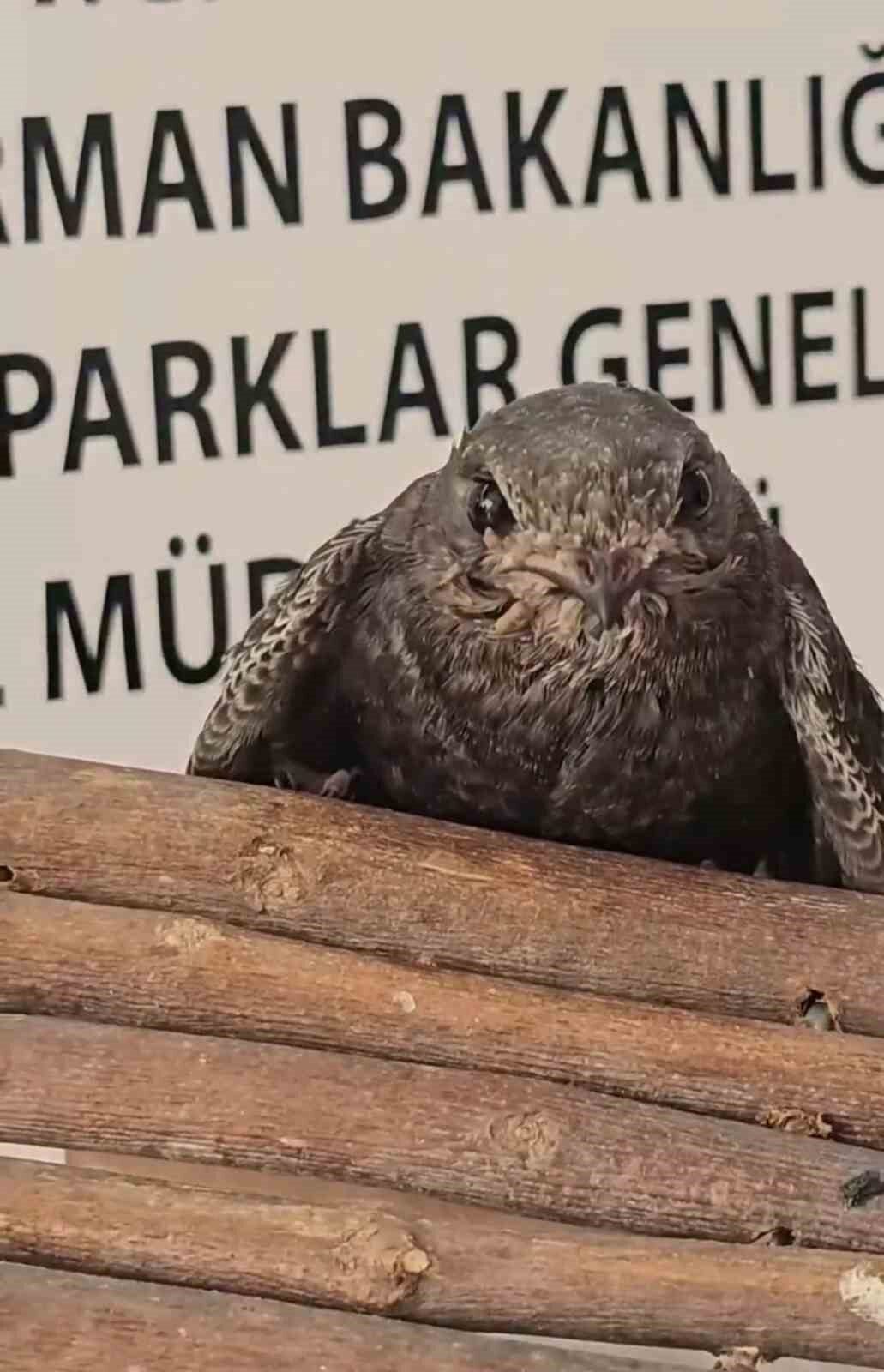 Çanakkale’de doğada yaralı halde bulunan 3 kuş, tedavilerinin ardından doğal