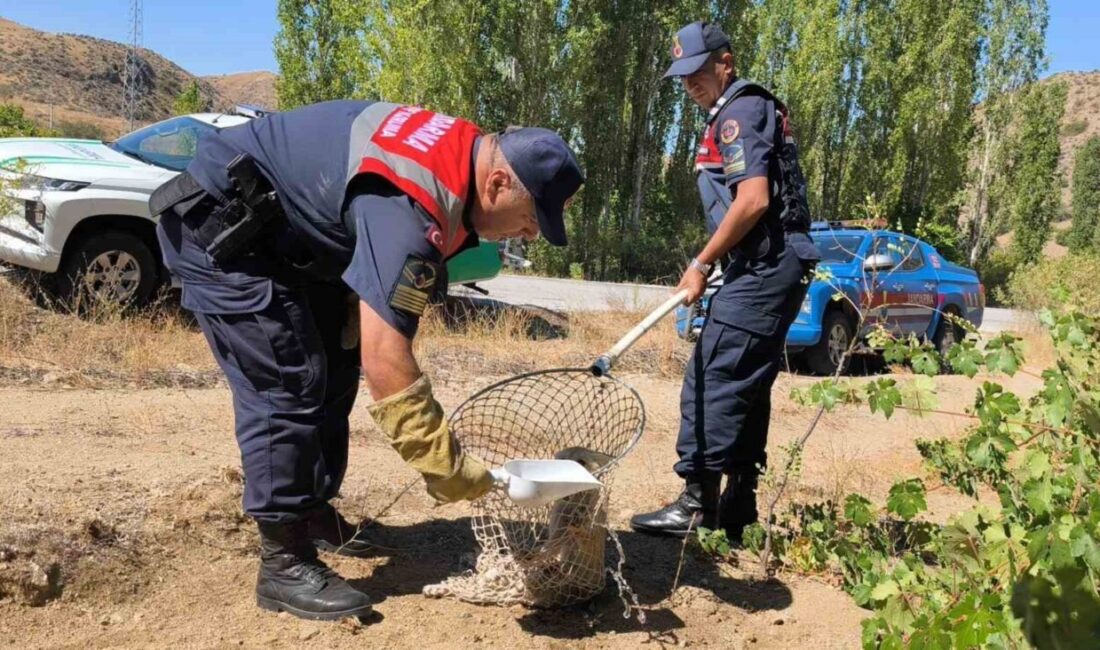 Yozgat’ta Çevre Doğa ve Hayvanları Koruma timi ekipleri doğada yaralı