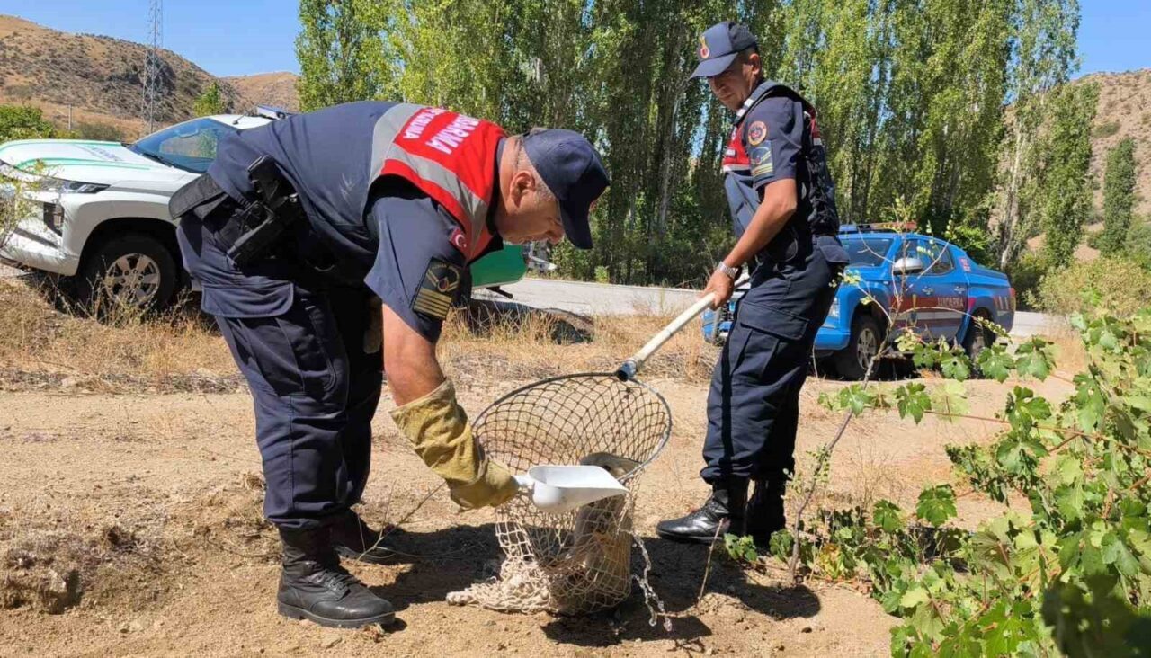 Yozgat’ta Çevre Doğa ve Hayvanları Koruma timi ekipleri doğada yaralı