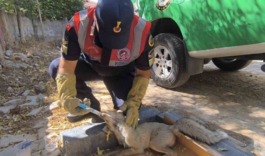Yozgat’ta otomobil çarpan tilki tedavi altına alındı. Yozgat’ın Çandır ilçesinde