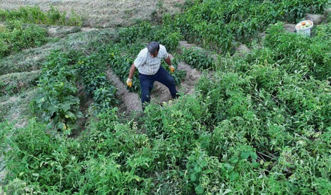 Batman’da ata tohumları ile yetiştirilen domateslerin ağırlıkları görenleri şaşkına çevirdi.