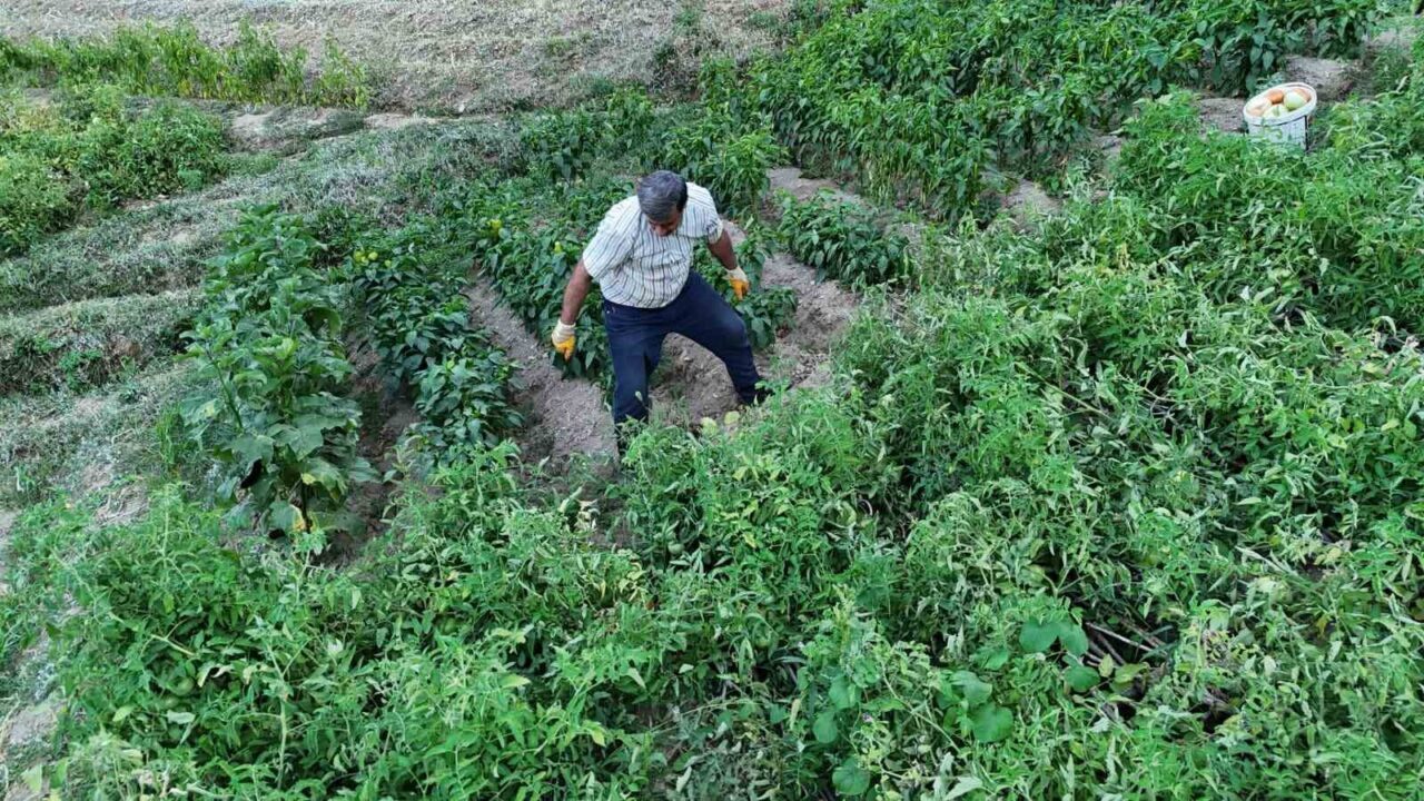 Batman’da ata tohumları ile yetiştirilen domateslerin ağırlıkları görenleri şaşkına çevirdi.