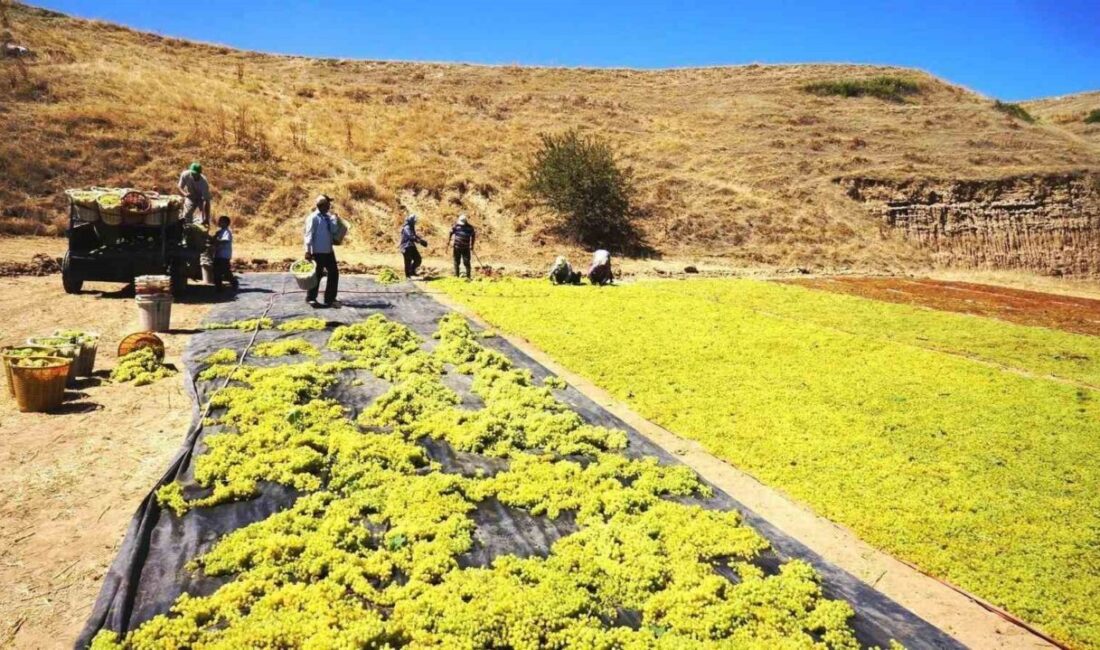 Manisa’nın Sarıgöl ilçesinde yetiştirilen dünyaca ünlü çekirdeksiz sofralık Sultaniye üzümüne