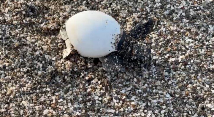 Antalya’nın Alanya ilçesi Yeşilöz sahilinde caretta caretta yavruları yuvalarından çıkmaya