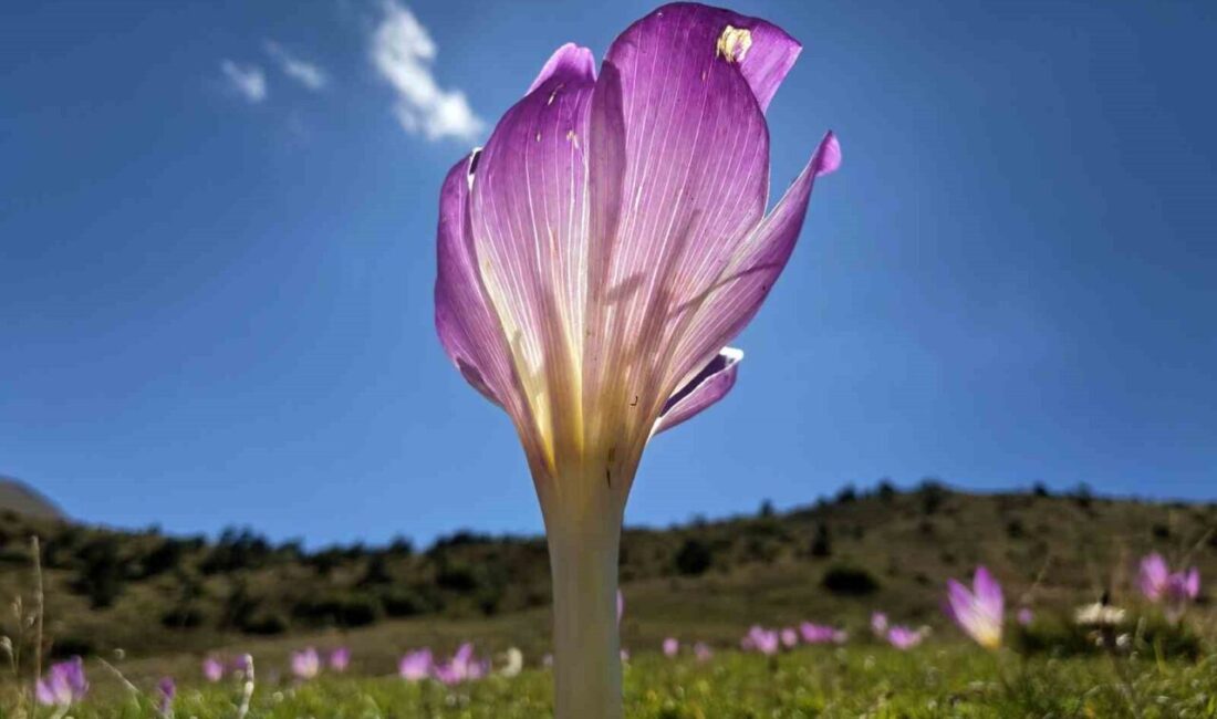 Türkiye’nin en fazla yaylaya sahip şehri Gümüşhane’de yaylacıların yaklaşan kış