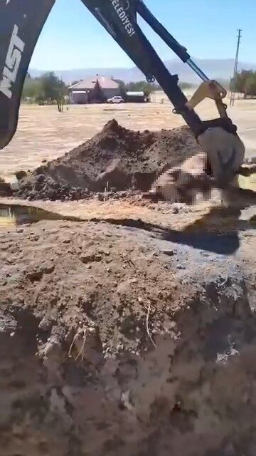 Elazığ’da Yazıkonak Belde Belediyesi ekipleri, ölü hayvanı mahalle yerleşkesi içerisinde