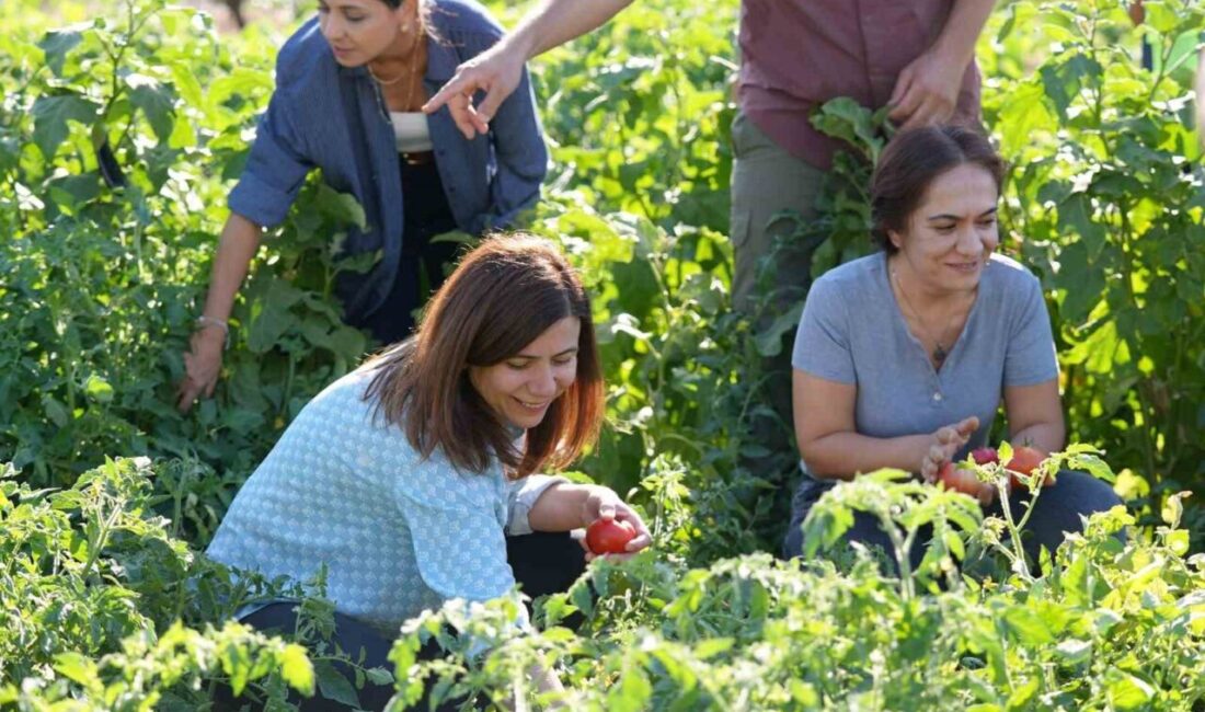Diyarbakır Büyükşehir Belediyesi, doğa dostu üretim anlayışıyla yerel tohumlarla yetiştirilen