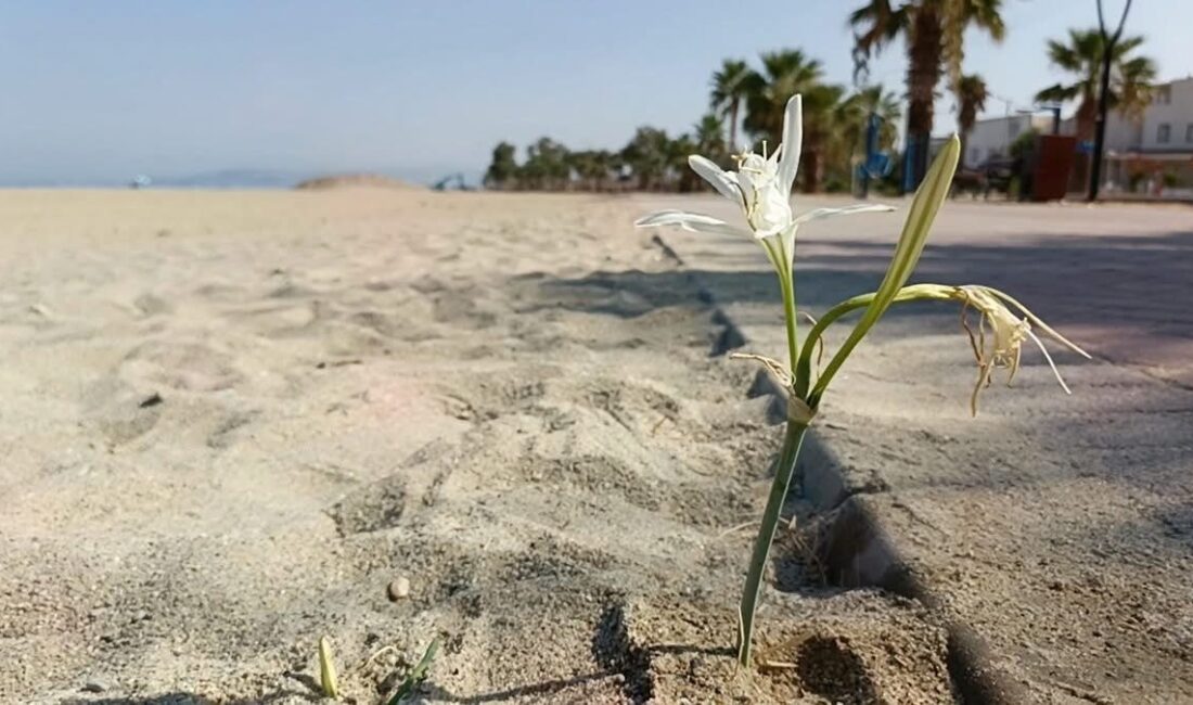 Kuşadası sahillerinde Kum zambağı (Pancratium maritimum L.), uzun yıllar sonra