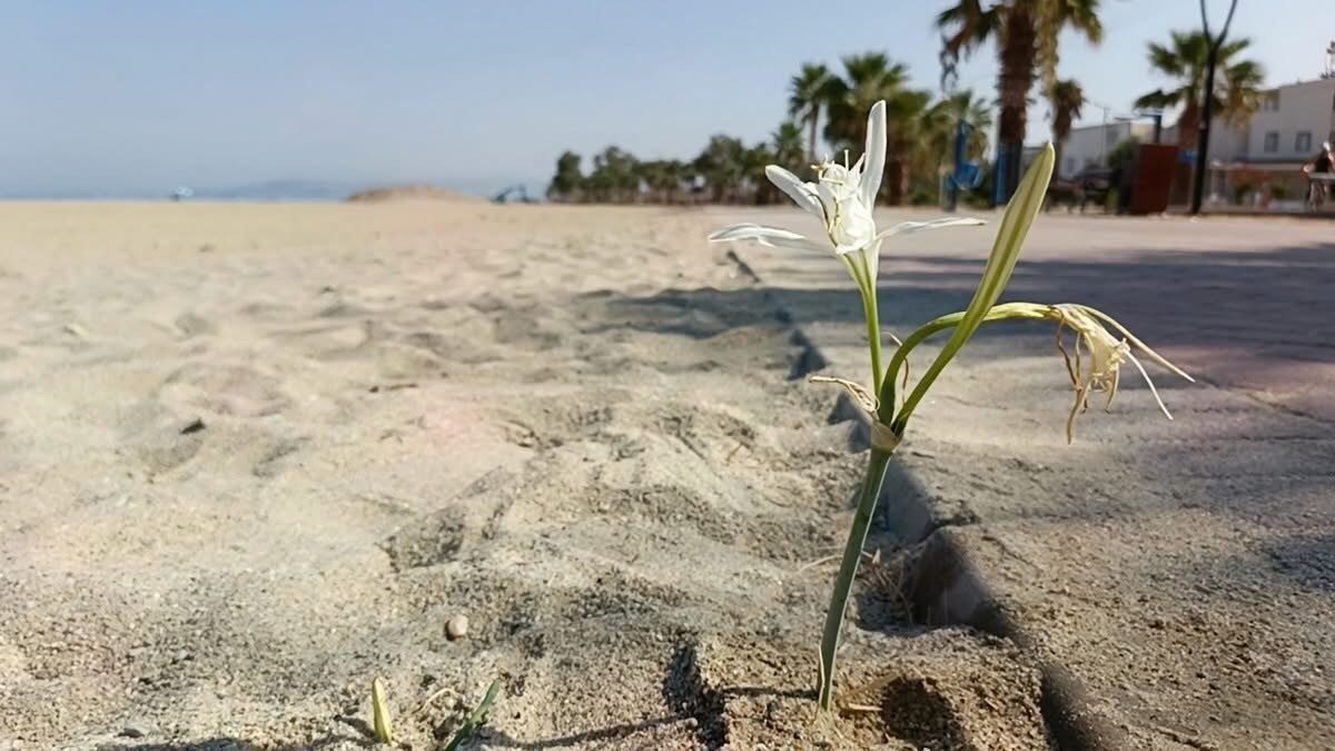 Kuşadası sahillerinde Kum zambağı (Pancratium maritimum L.), uzun yıllar sonra