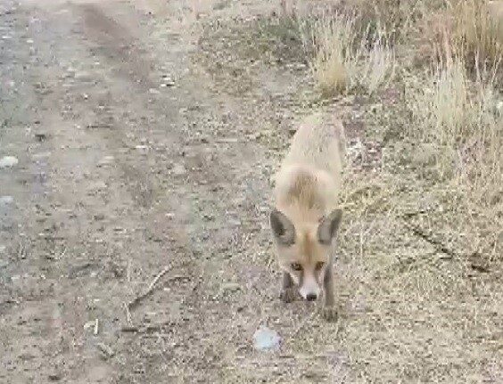 Erzincan’da bir vatandaşın doğada karşılaştığı tilkiyi çerezle beslemesi ve sohbet