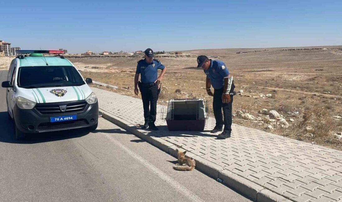 Karaman’da bir aracın çarpması sonucu yolda yaralı halde bulunan yavru