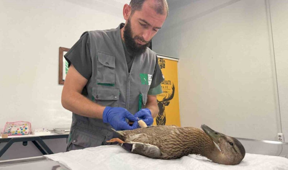Kocaeli’de derede temizlik çalışmaları sırasında bitkin halde bulunan yaban örneği,