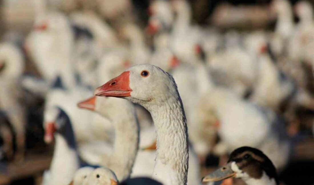 Yozgat’ın Boğazlıyan ilçesinde yaşayan girişimci Koray Altıntaş, 10 yıl önce
