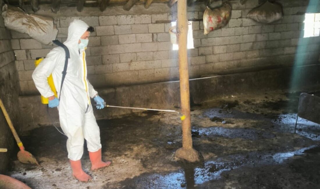 Hakkari’nin Yüksekova ilçesinde hayvancılığın korunması ve sağlığının güvence altına alınması