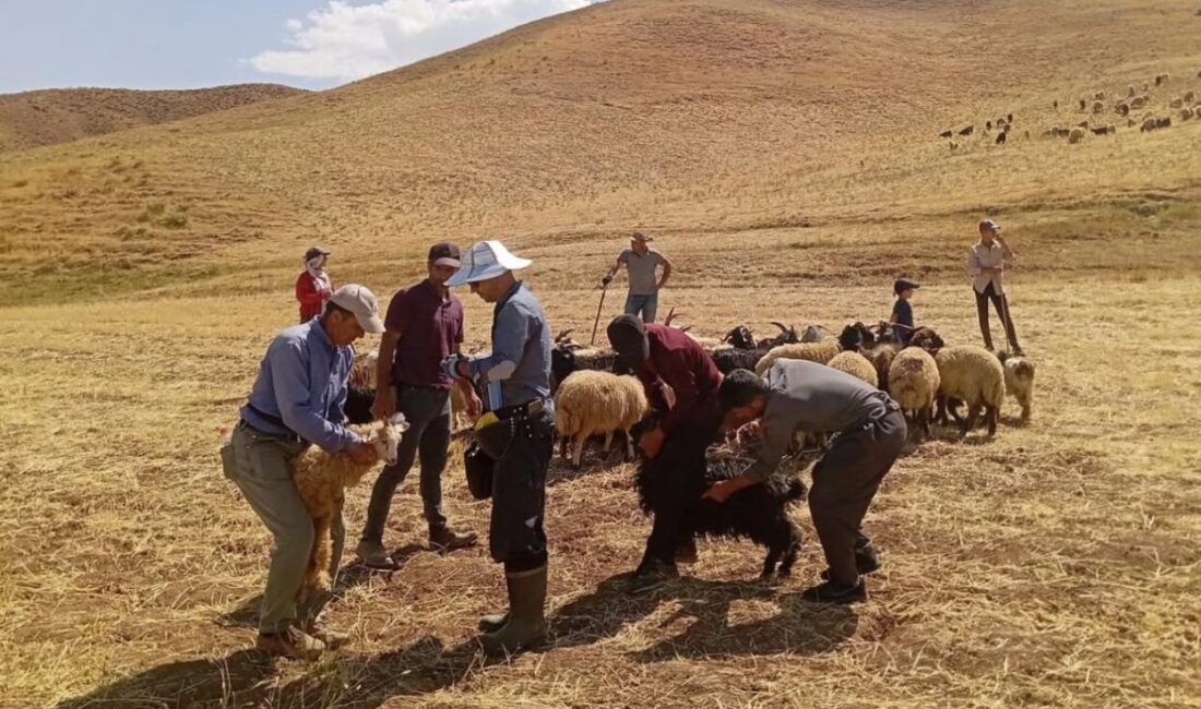 HAKKARİ (İHA) – Hakkari’nin Yüksekova İlçe Tarım ve Orman Müdürlüğü