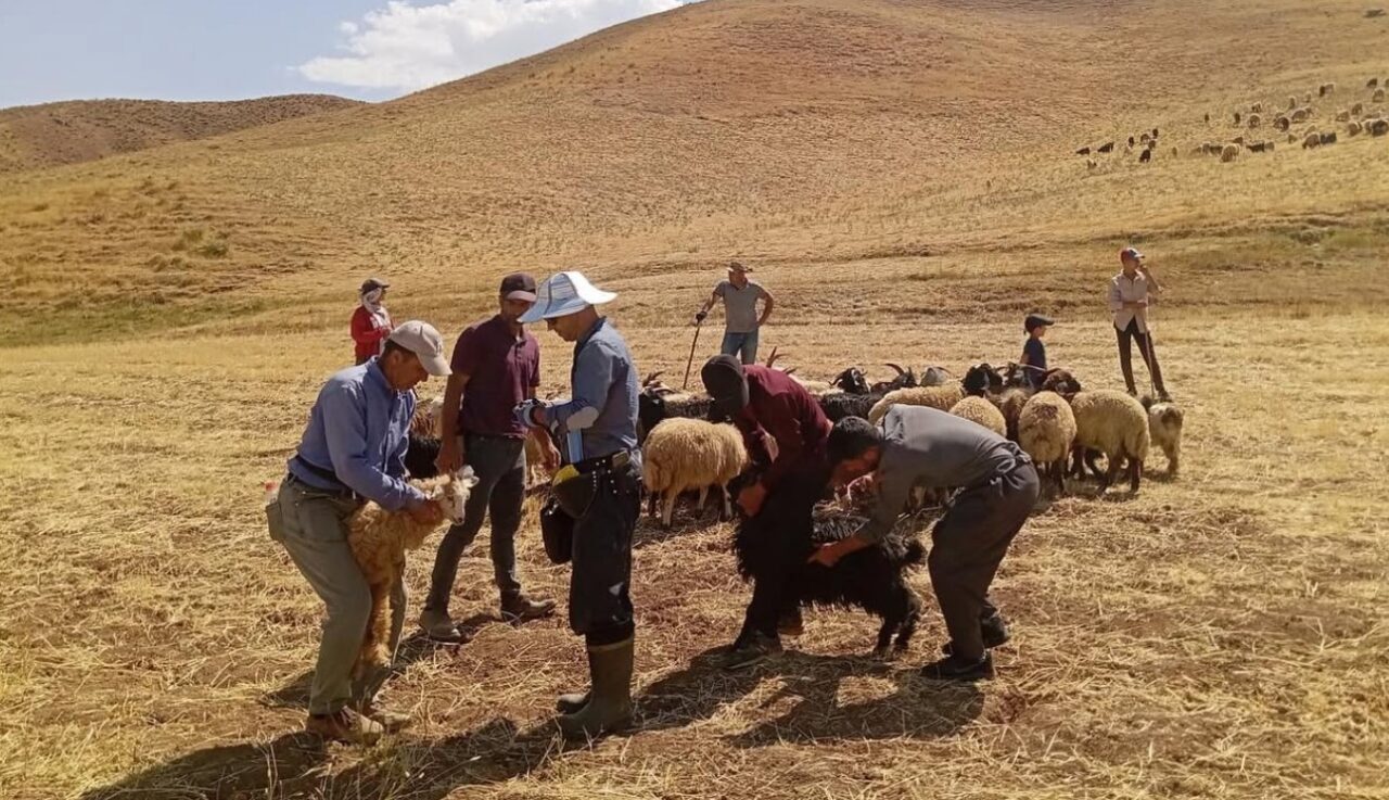 HAKKARİ (İHA) – Hakkari’nin Yüksekova İlçe Tarım ve Orman Müdürlüğü