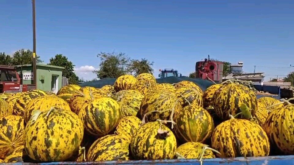 Edirne’nin İpsala ilçesine bağlı Sultanköy’ün bereketli topraklarında yetişen Dalaman cinsi