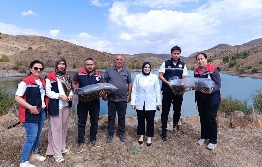 Sivas’ta göl ve göletlere 600 bin yavru sazan balığı bırakıldı.
