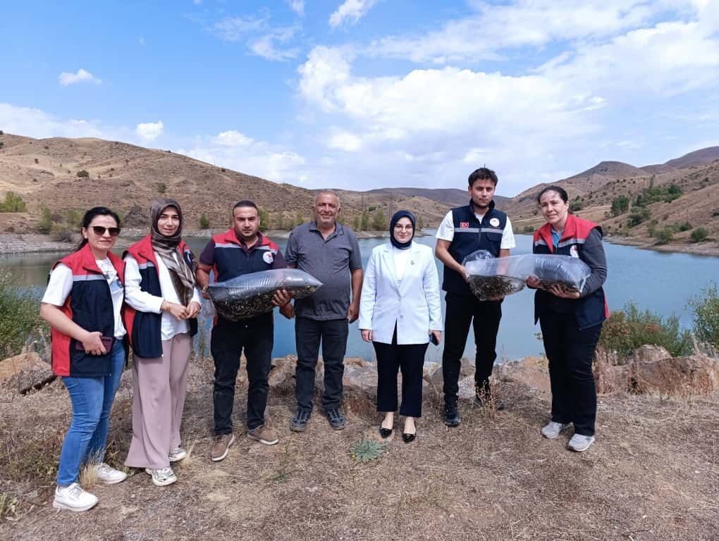 Sivas’ta göl ve göletlere 600 bin yavru sazan balığı bırakıldı.