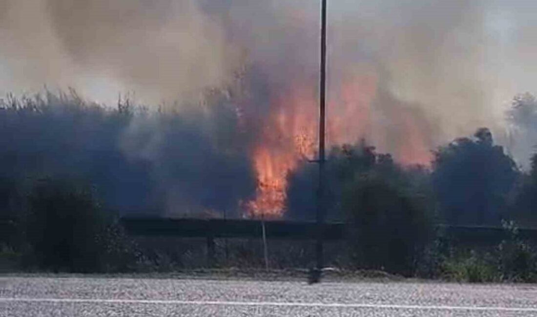 Adana’nın Kozan ilçesinde sazlık alanda çıkan yangın çevredeki bahçelere sıçramadan