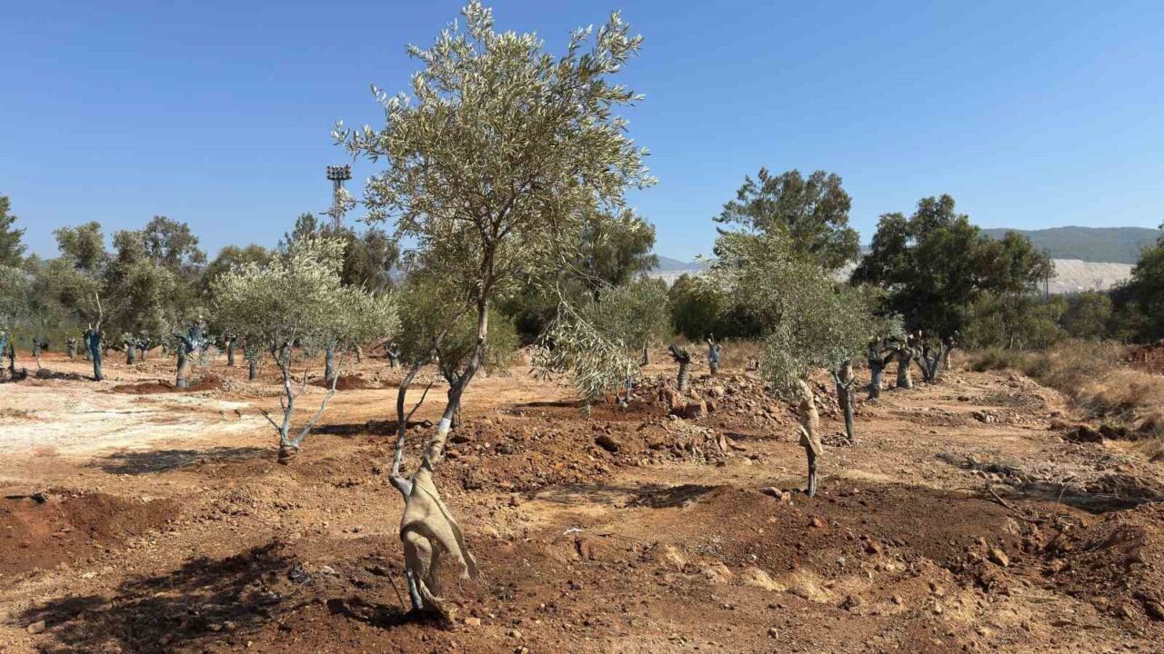Muğla’daki santral sahalarında bulunan 151 zeytin ağacı yeni yerlerine taşındı.