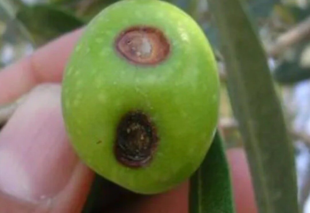 Antalya Ticaret Borsası (ATB) 4. Meslek Komitesi Başkan Yardımcısı ve