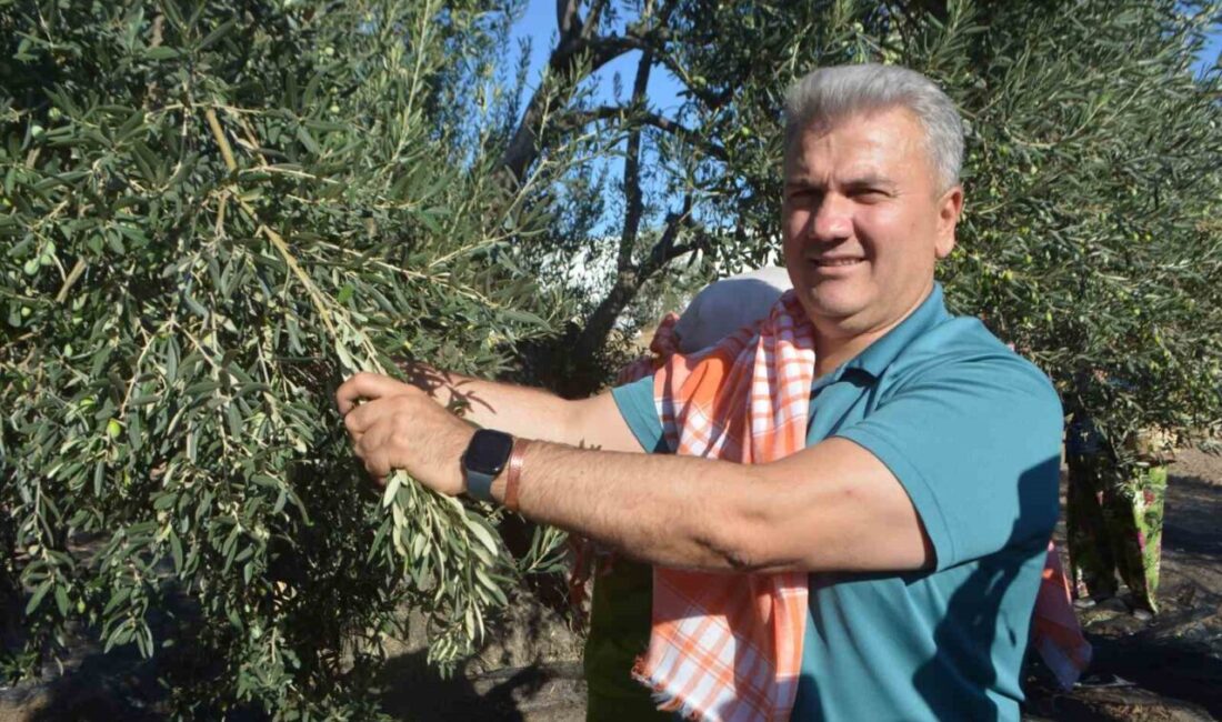 Balıkesir’in Ayvalık ilçesinde; yılın ilk zeytin hasadına katılan AK Parti