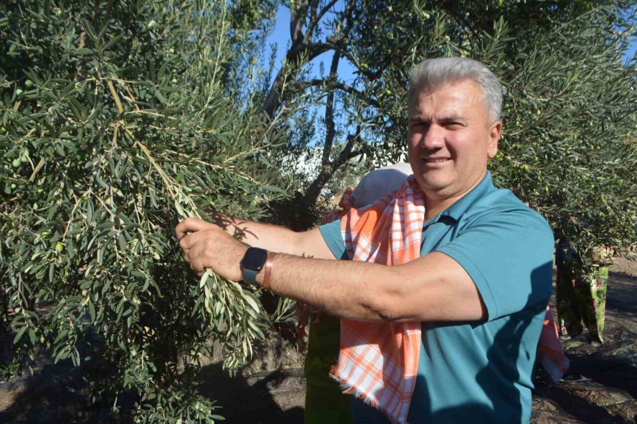 Balıkesir’in Ayvalık ilçesinde; yılın ilk zeytin hasadına katılan AK Parti