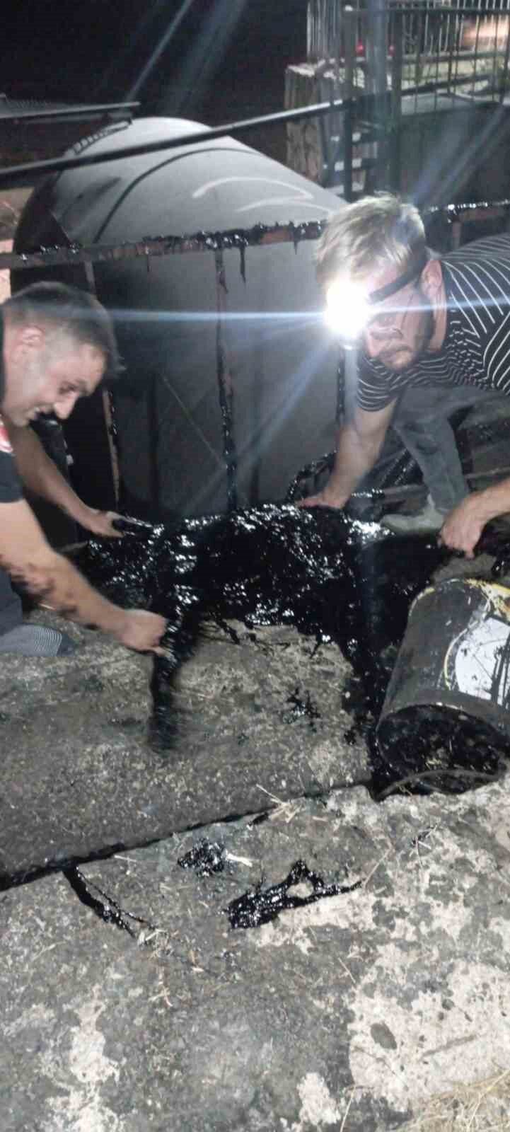 Afyonkarahisar’da zift fabrikasında kazana düşen köpek veteriner ve itfaiye ekiplerinin