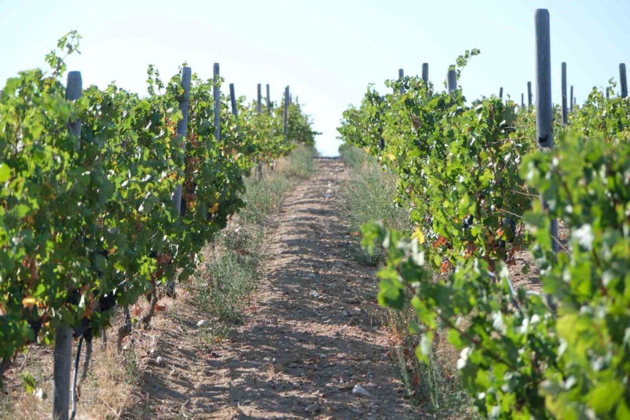 Kırklareli’nde zirai don nedeniyle ürünleri zarar gören 220 çiftçiye 22.5