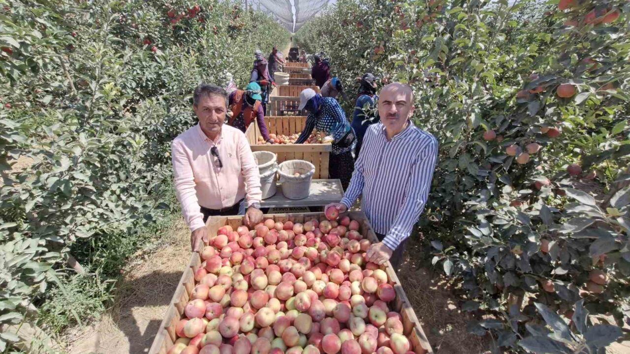 Zirai donun vurduğu Karaman’da elma hasadı bu yıl buruk başladı.